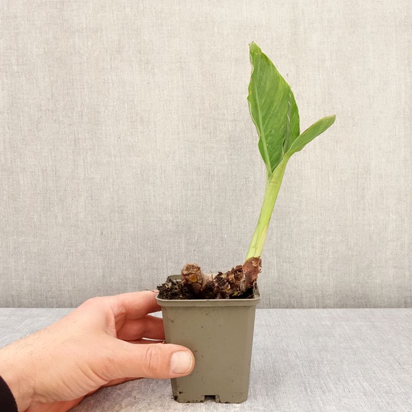 Canna En avant Vasetto da 8/9 cm taglia I esemplare consegnato in primavera