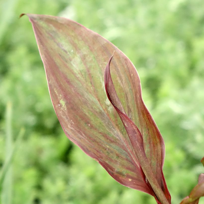 Canna Feu Magique (Fogliame)