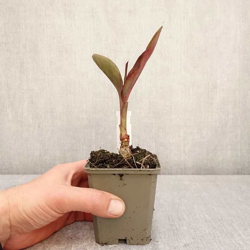 Canna Feu Magique Vasetto da 8/9 cm taglia I esemplare consegnato in primavera