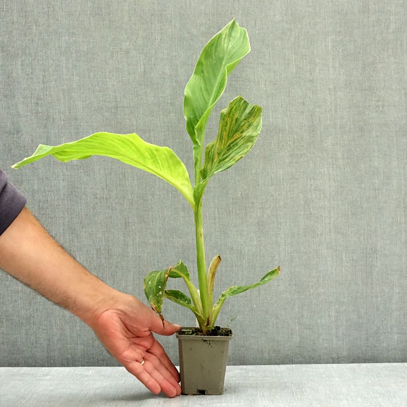 Esemplare di Canna Lucifer Vasetto da 8/9 cm taglia I consegnato in estate