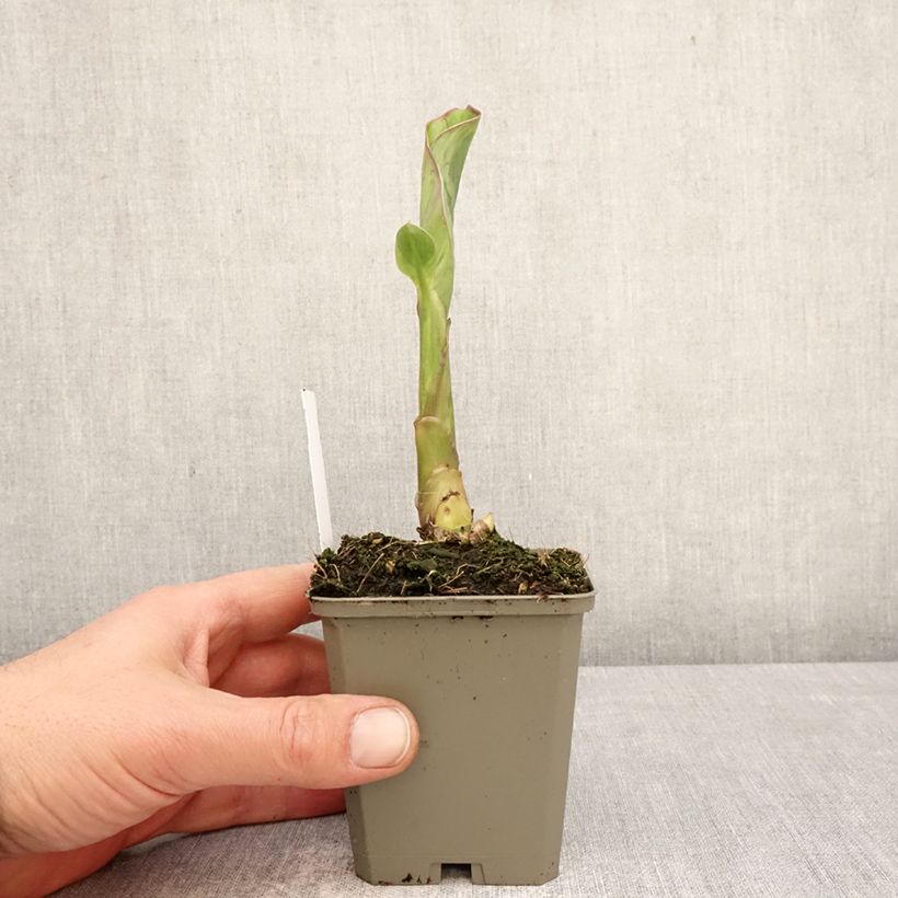 Canna Lucifer Vasetto da 8/9 cm taglia I esemplare consegnato in primavera