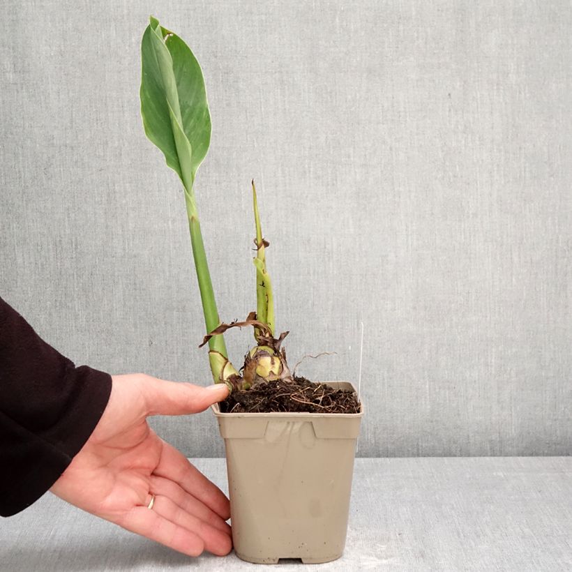 Canna Marabout Vaso da 1L/1,5L taglia I esemplare consegnato in primavera