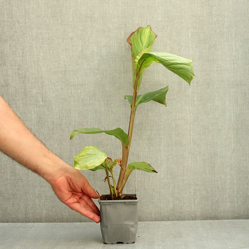Esemplare di Canna musaefolia Musaefolia Vaso da 1L/1,5L consegnato in estate