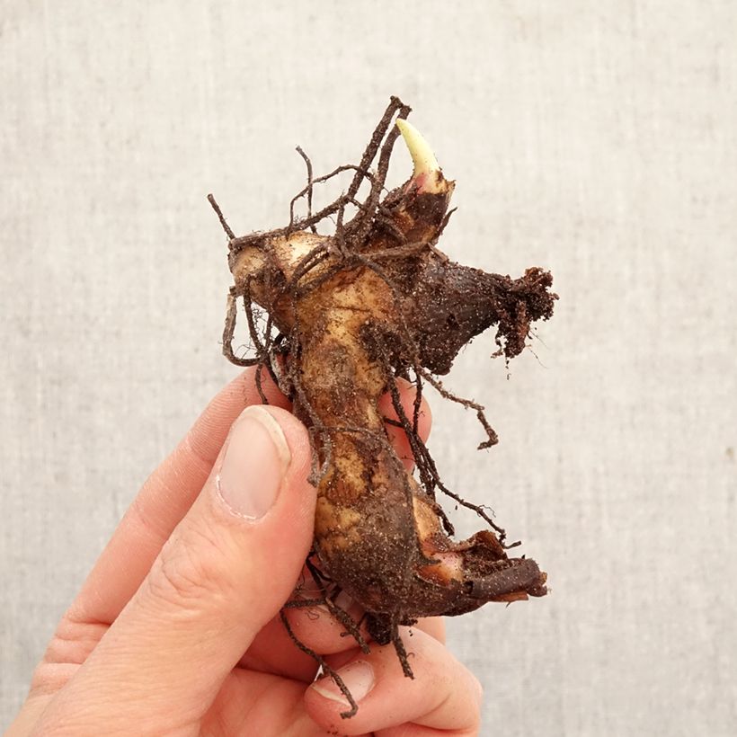 Canna Pink and Roses Bulbo taglia I esemplare consegnato in primavera