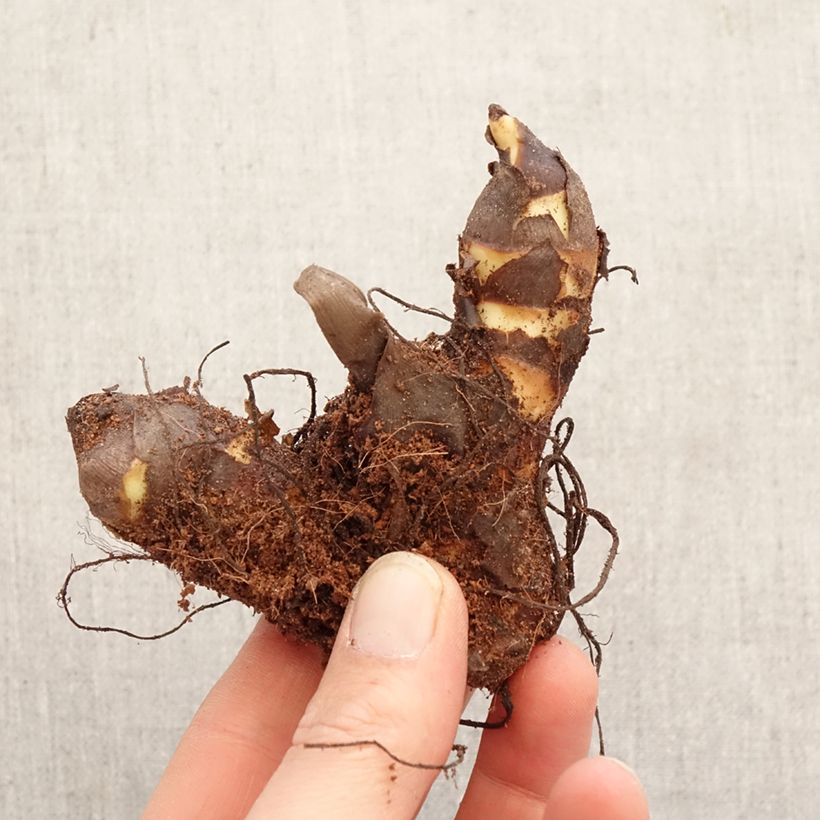 Canna Pink Beauty Bulbo taglia I esemplare consegnato in primavera