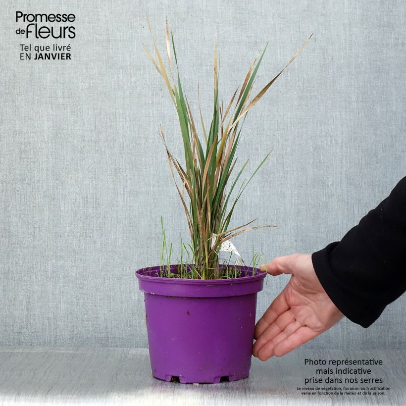 Dierama Blackberry Bells Vaso da 2L/3L esemplare consegnato in inverno