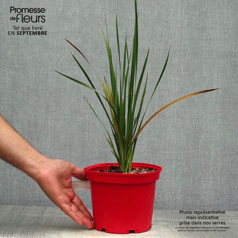 Esemplare di Dierama pulcherrimum Blackbird Vaso da 2L/3L come consegnato in autunno