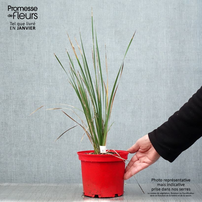 Dierama pulcherrimum Blackbird Vaso da 2L/3L esemplare consegnato in inverno