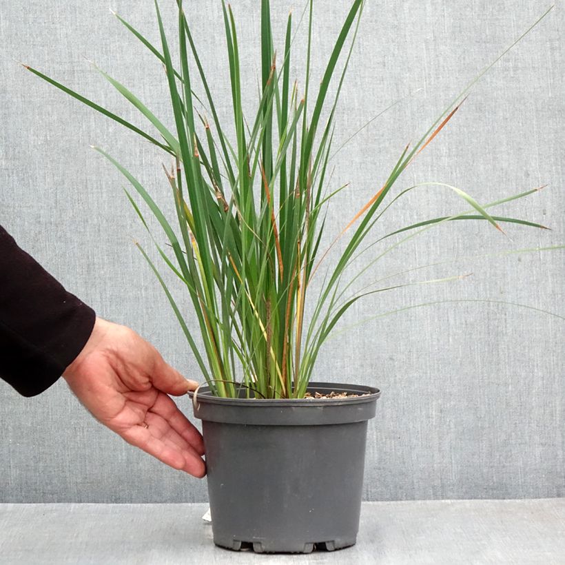 Esemplare di Dierama igneum Vaso da 2L/3L come consegnato in autunno