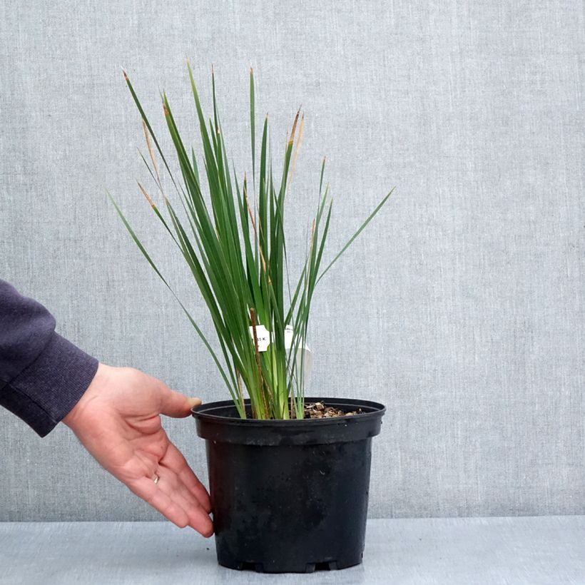 Dierama igneum Vaso da 2L/3L esemplare consegnato in primavera