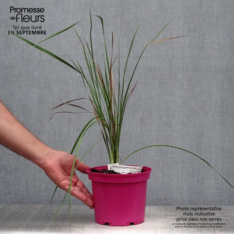 Esemplare di Dierama Pink Rocket Vaso da 2L/3L come consegnato in autunno