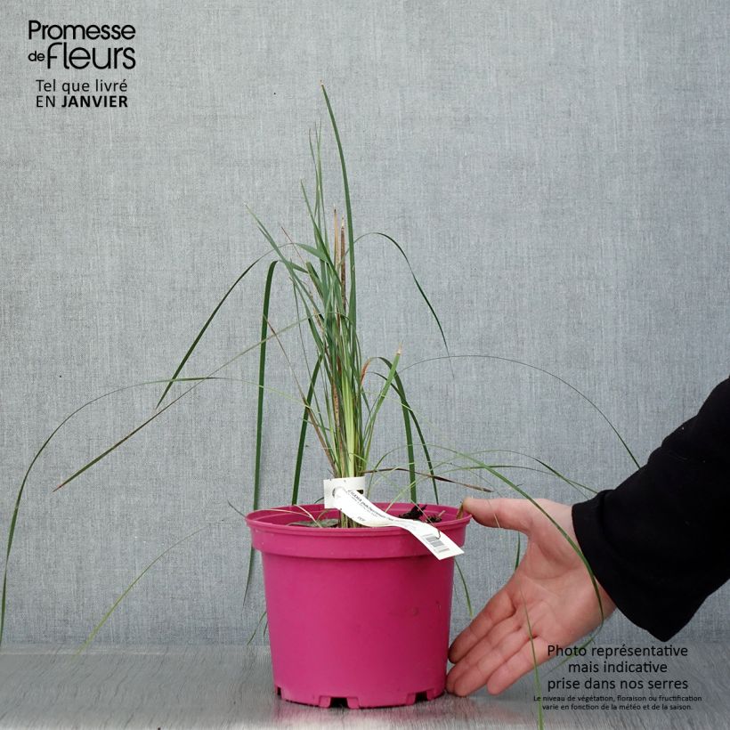 Dierama Pink Rocket Vaso da 2L/3L esemplare consegnato in inverno