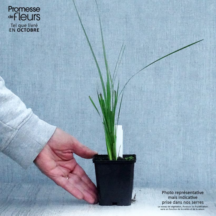 Esemplare di Dierama pulcherrimum Vasetto da 8/9 cm come consegnato in autunno