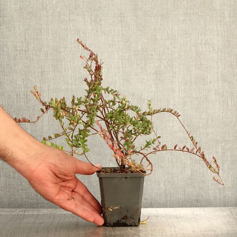 Esemplare di Vaccinium macrocarpon Pilgrim - Mirtillo rosso americano Vasetto da 8/9 cm come consegnato in autunno