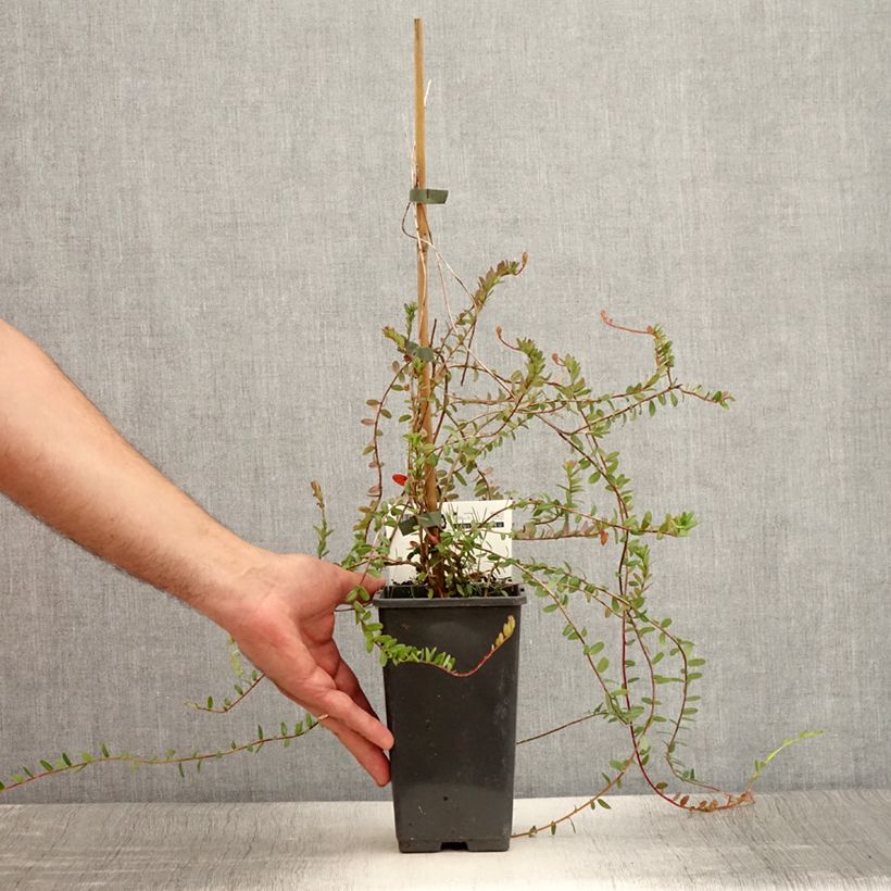 Esemplare di Vaccinium macrocarpon Pilgrim - Mirtillo rosso americano Vasetto da 8/9 cm consegnato in estate