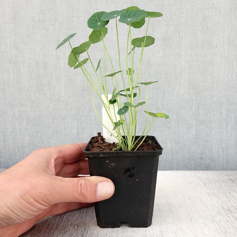 Tropaeolum minus Baby Rose Vasetto da 8/9 cm esemplare consegnato in primavera