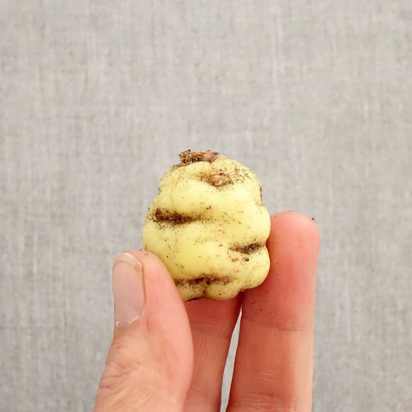 Tropaeolum tuberosum - Nasturzio Bulbo esemplare consegnato in primavera