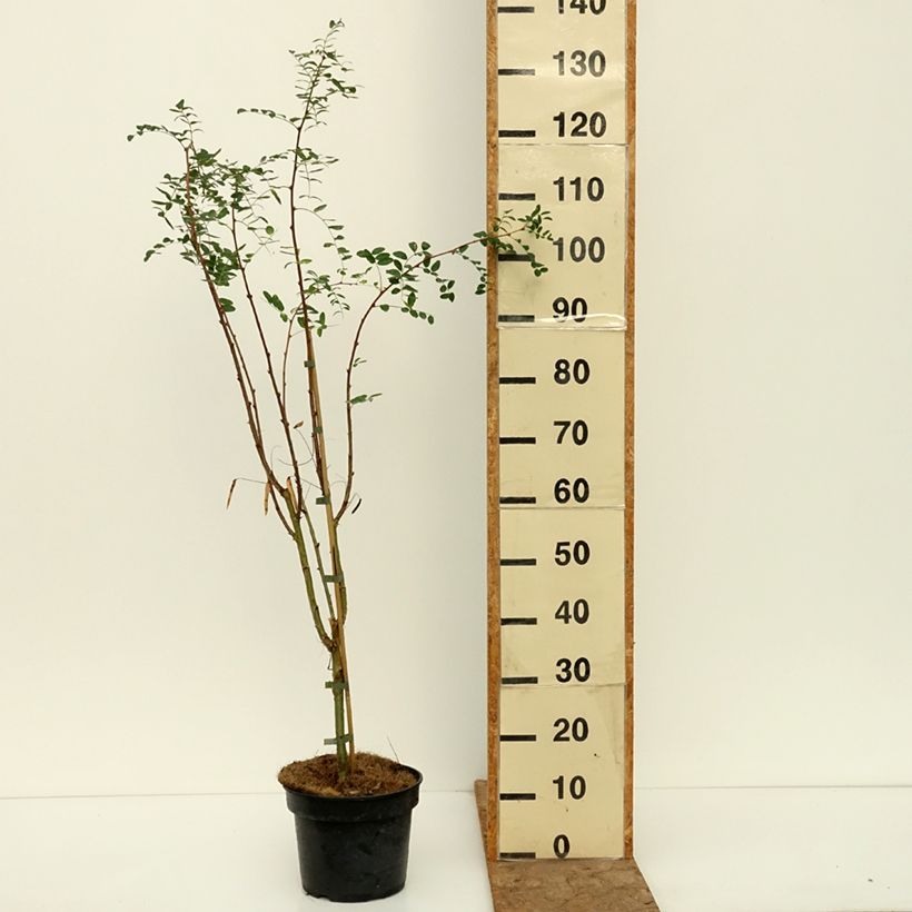 Esemplare di Caragana arborescens Lutescens Vaso da 4L/5L, Vaso impalcato come consegnato in autunno