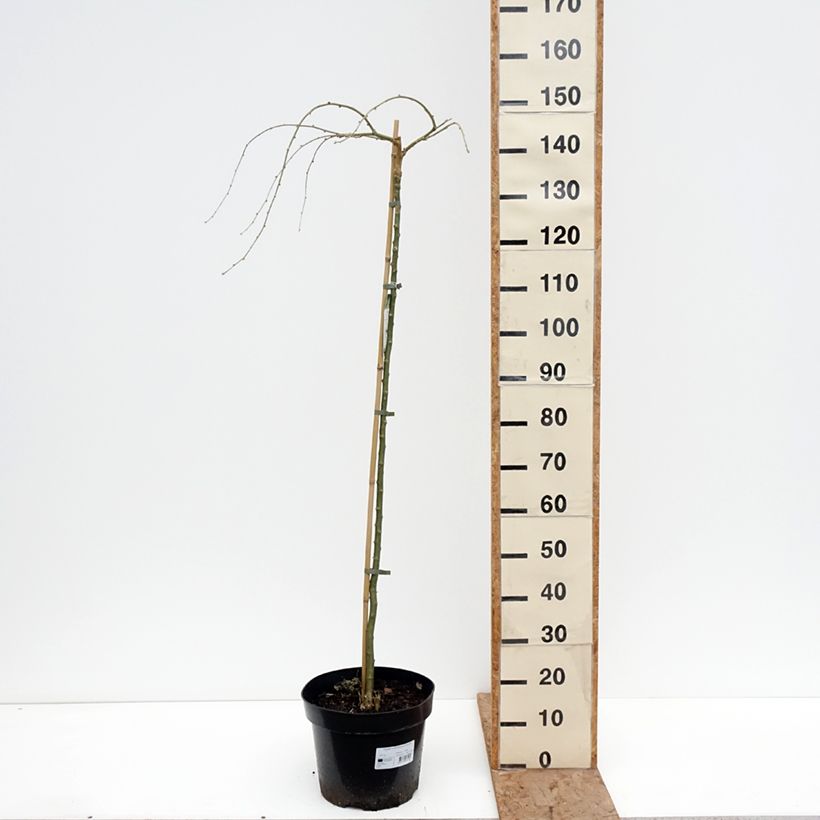Caragana arborescens Pendula Vaso da 7,5L/10L, Vaso impalcato esemplare consegnato in inverno