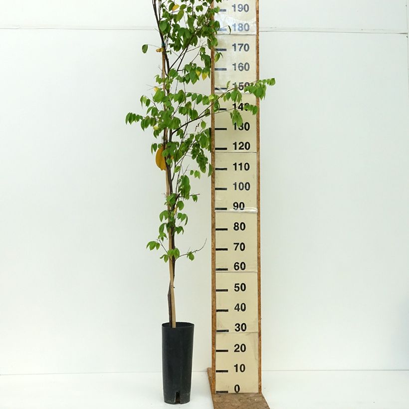 Esemplare di Carambola Arkin - Averrhoa carambola Vaso da 6L/7L consegnato in estate