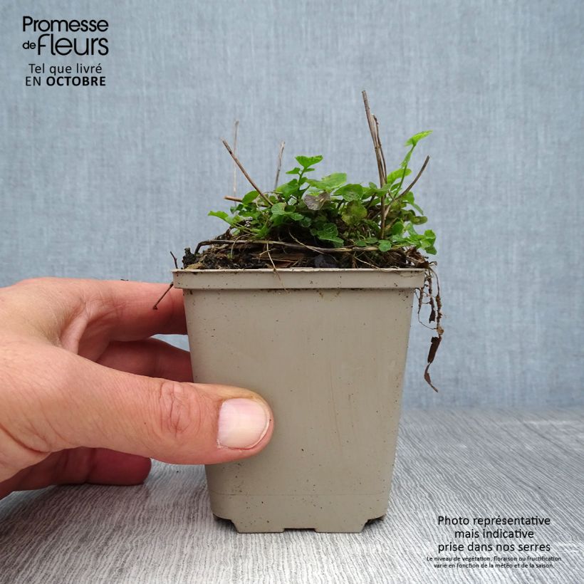 Esemplare di Cardamine pratensis - Billeri dei prati Vasetto da 8/9 cm come consegnato in autunno