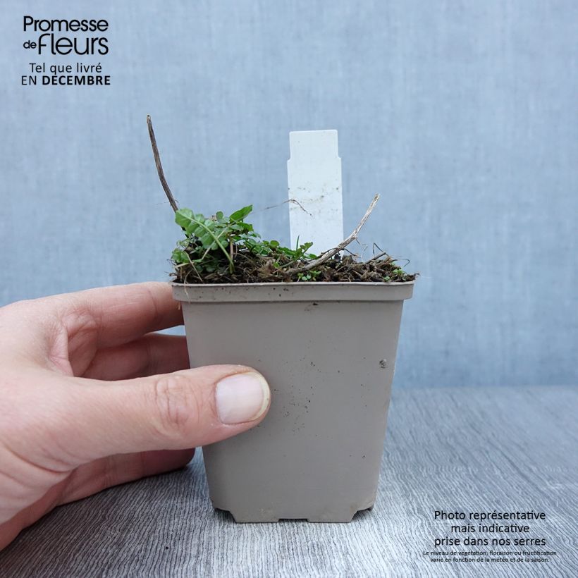 Esemplare di Cardamine pratensis Flore Pleno - Billeri dei prati Vasetto da 8/9 cm come consegnato in autunno