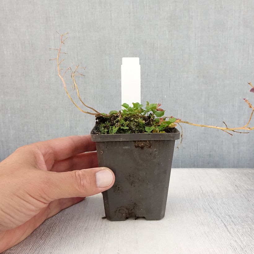Esemplare di Cardamine pratensis Flore Pleno - Billeri dei prati Vasetto da 8/9 cm consegnato in estate