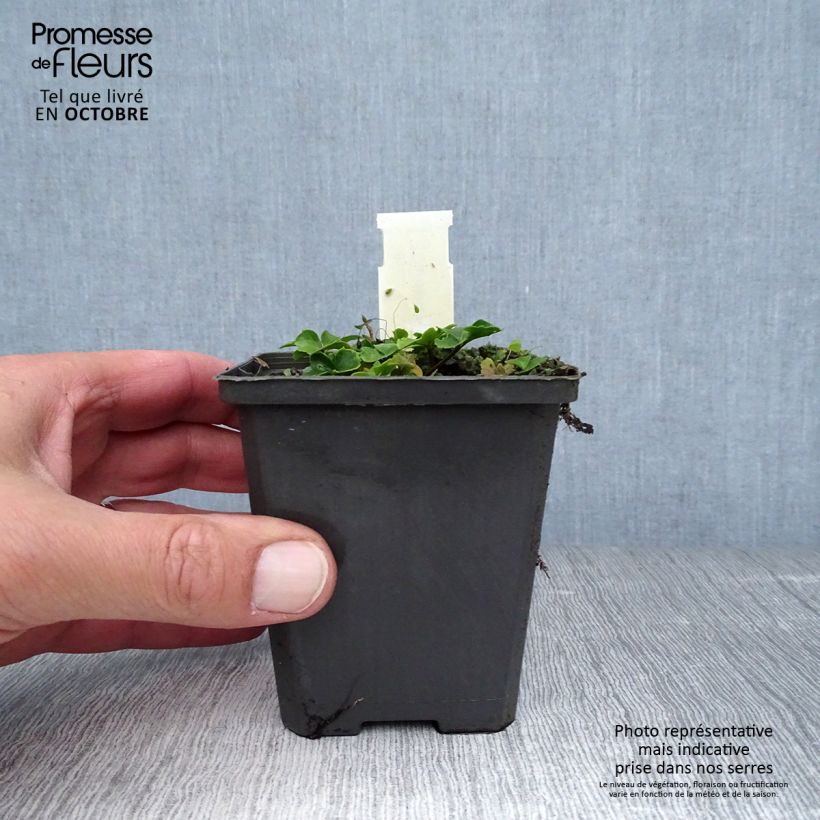 Esemplare di Cardamine trifolia - Billeri a tre foglie Vasetto da 8/9 cm come consegnato in autunno