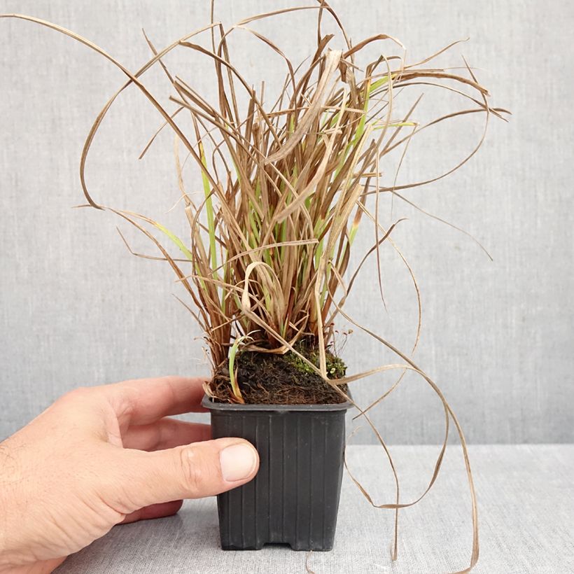 Esemplare di Carex acuta - Carice palustre Vasetto da 8/9 cm come consegnato in autunno