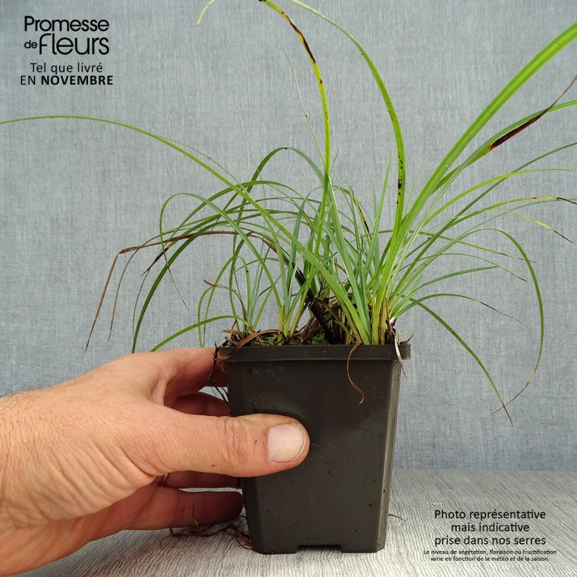Esemplare di Carex atrata - Carice abbronzata Vasetto da 8/9 cm come consegnato in autunno