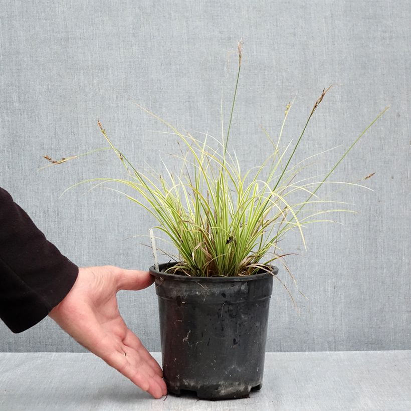 Esemplare di Carex brunnea Aureovariegata Vaso da 2L/3L come consegnato in autunno