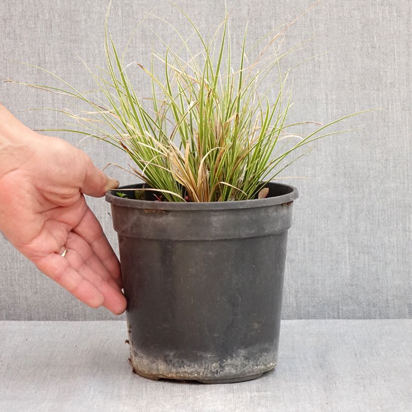 Carex brunnea Aureovariegata Vaso da 2L/3L esemplare consegnato in primavera