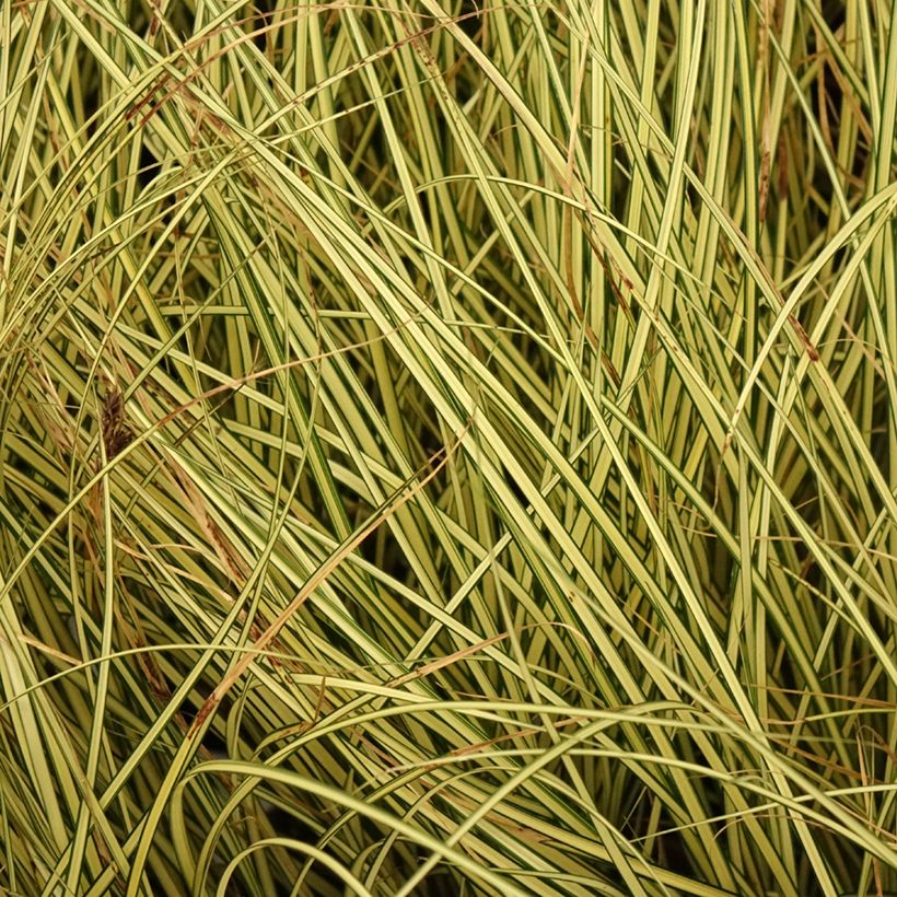Carex brunnea Jenneke (Fogliame)