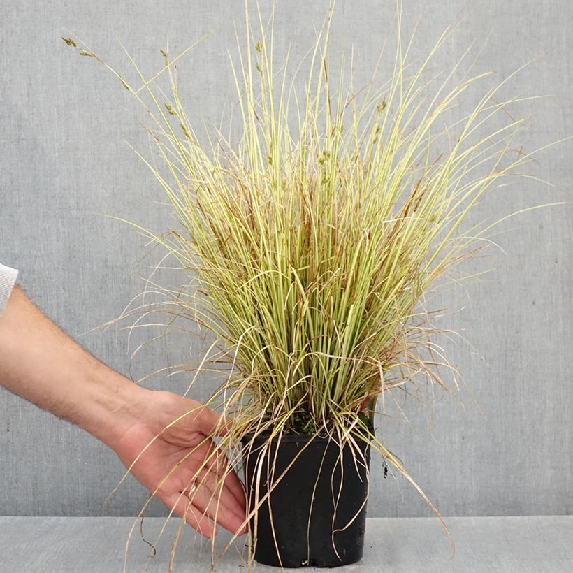 Esemplare di Carex brunnea Jenneke Vaso da 2L/3L come consegnato in autunno