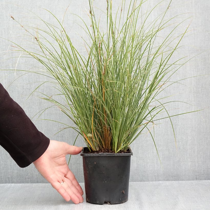 Esemplare di Carex brunnea Variegata Vaso da 2L/3L come consegnato in autunno