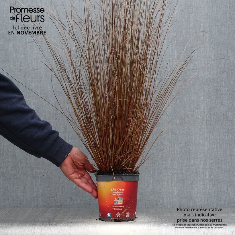 Esemplare di Carex buchananii - Carice di Buchanan Vaso da 2L/3L come consegnato in autunno