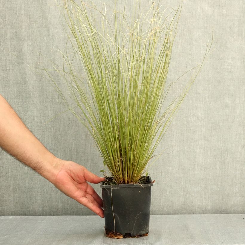 Esemplare di Carex buchananii Green Twist - Carice di Buchanan Vaso da 1,5L/2L consegnato in estate