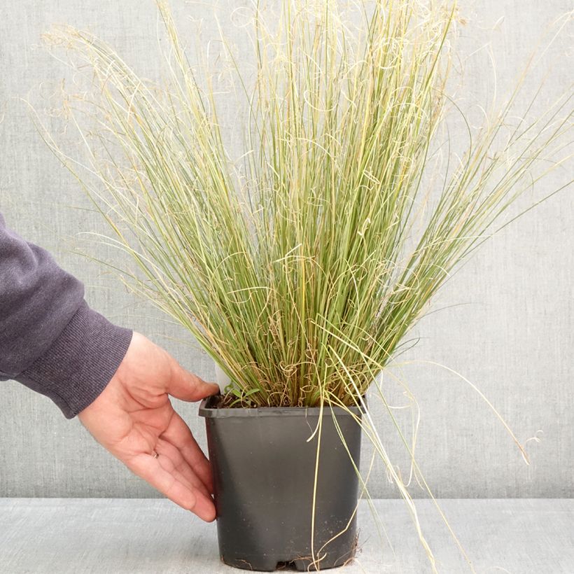 Carex buchananii Green Twist - Carice di Buchanan Vaso da 1,5L/2L esemplare consegnato in primavera