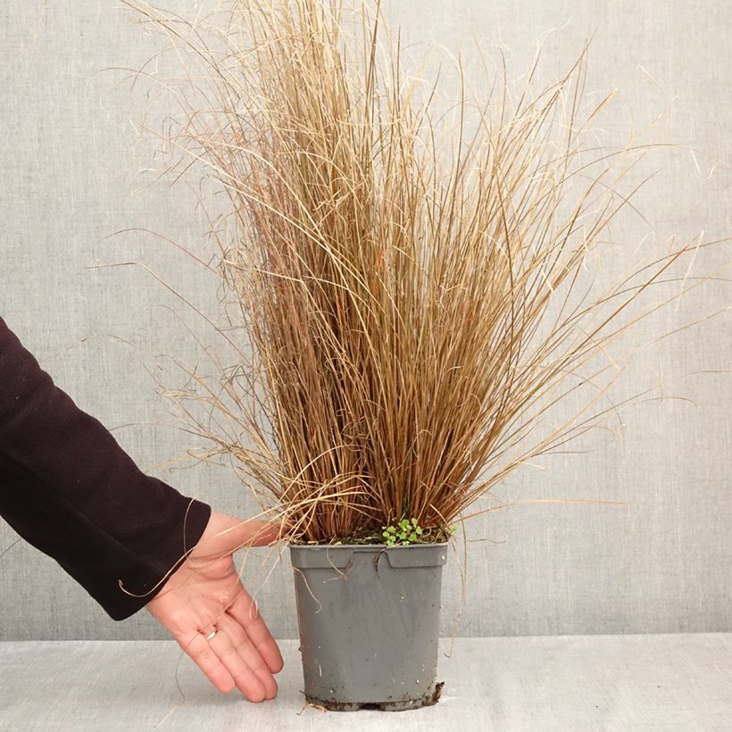 Esemplare di Carex buchananii Red Rooster - Carice di Buchanan Vaso da 2L/3L come consegnato in autunno