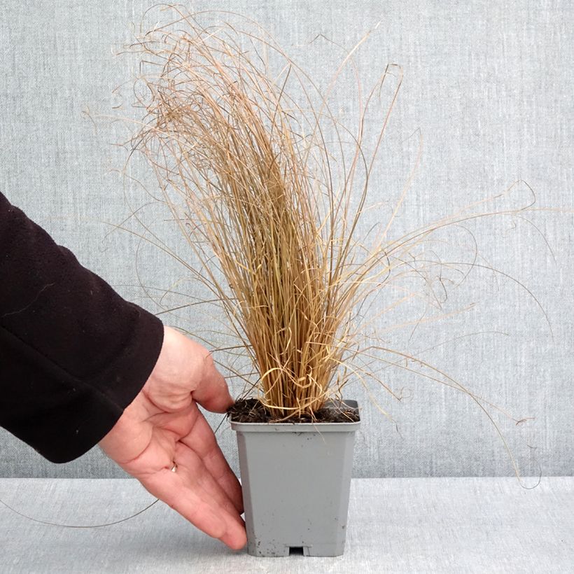 Carex comans Bronco Vasetto da 8/9 cm esemplare consegnato in primavera