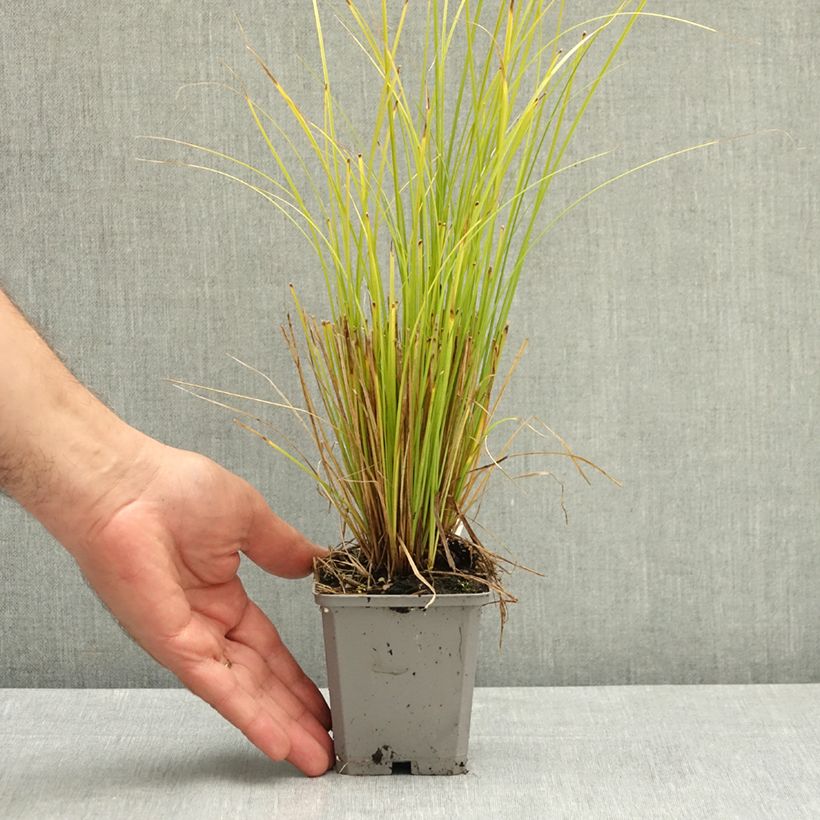 Esemplare di Carex comans Phoenix Green Vasetto da 8/9 cm consegnato in estate
