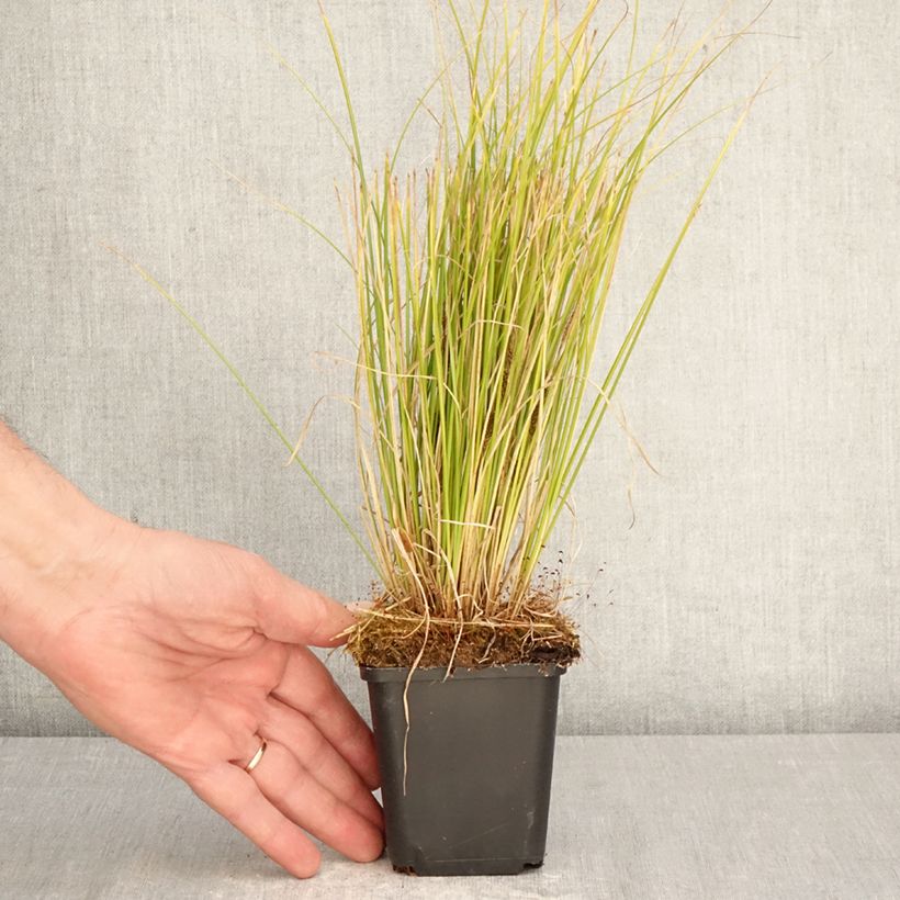 Carex comans Phoenix Green Vasetto da 8/9 cm esemplare consegnato in primavera