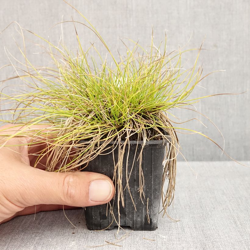 Esemplare di Carex davalliana Vasetto da 8/9 cm come consegnato in autunno