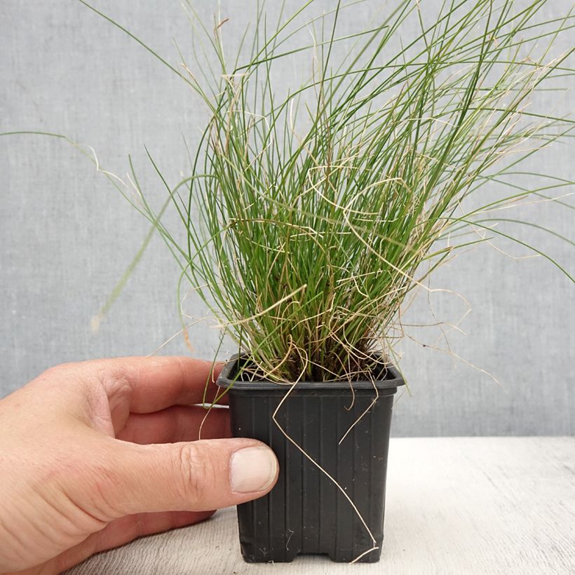 Carex davalliana Vasetto da 8/9 cm esemplare consegnato in primavera