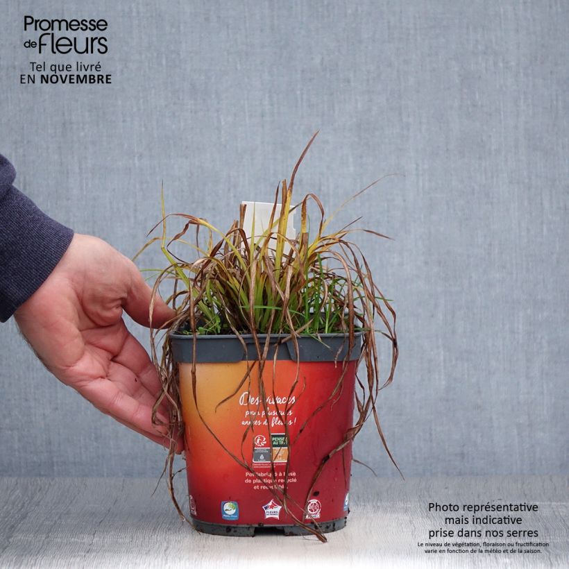 Esemplare di Carex elata Aurea Vaso da 2L/3L come consegnato in autunno