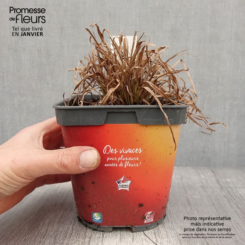 Carex elata Aurea Vaso da 2L/3L esemplare consegnato in inverno