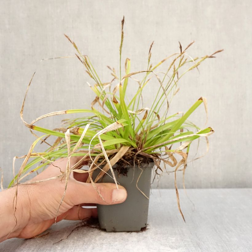Carex oshimensis EverColor Everlite - Carice giapponese Vasetto da 8/9 cm esemplare consegnato in primavera