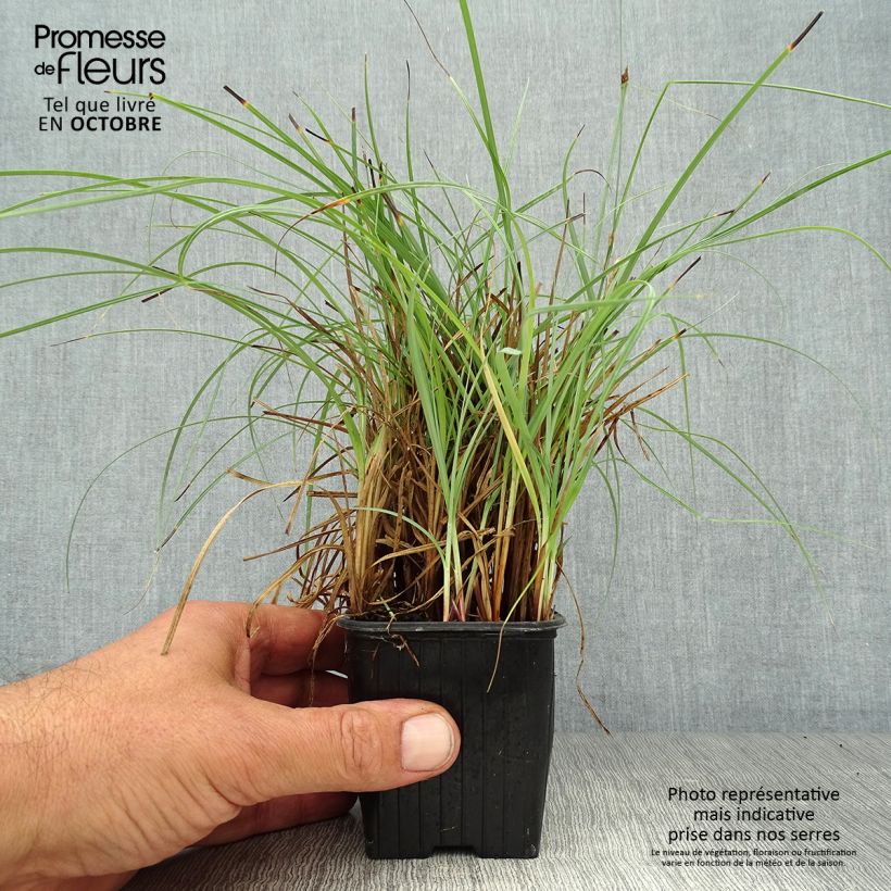 Esemplare di Carex flacca Blue Zinger - Carice glauca Vasetto da 8/9 cm come consegnato in autunno