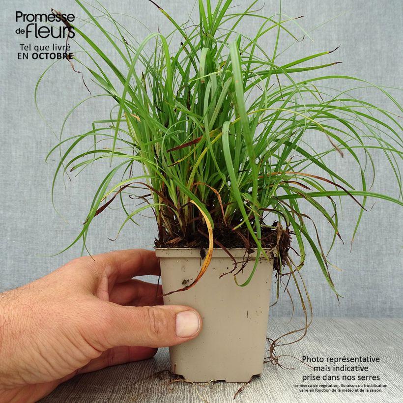 Esemplare di Carex flacca - Carice glauca Vasetto da 8/9 cm come consegnato in autunno