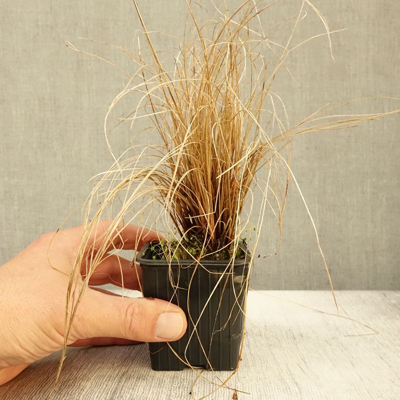 Esemplare di Carex flagellifera Vasetto da 8/9 cm come consegnato in autunno